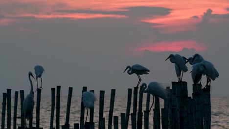 The-Great-Egret,-also-known-as-the-Common-Egret-or-the-Large-Egret