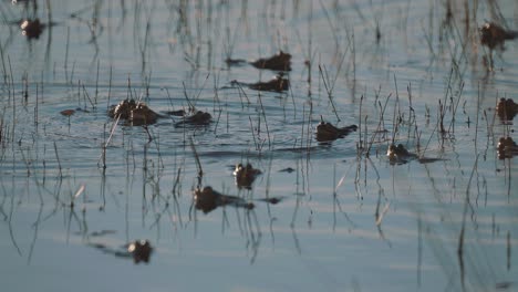 frogs fight for territory in pond against intruder frog, medium shot