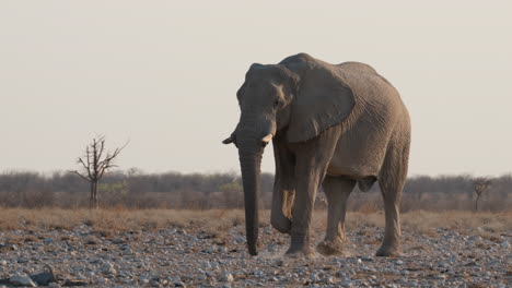 african bush elephant roaming on kruger national park in south africa