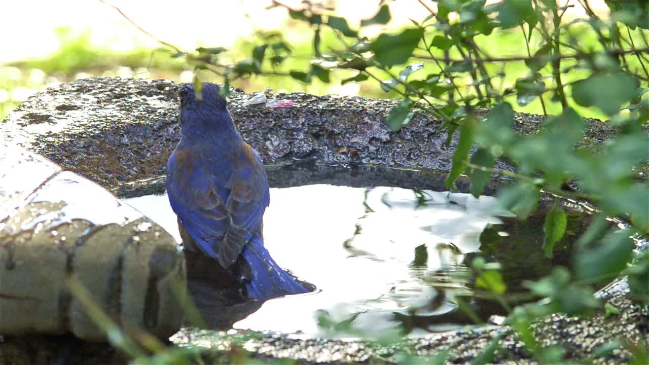 오크 뷰 캘리포니아의 조류 목욕에서 서양 파랑새 세척