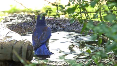 western bluebird washing in a bird bath in oak view california