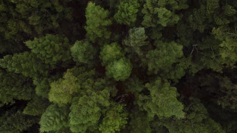 Aerial-footage-of-a-pine-forest-in-México,-spruce-trees