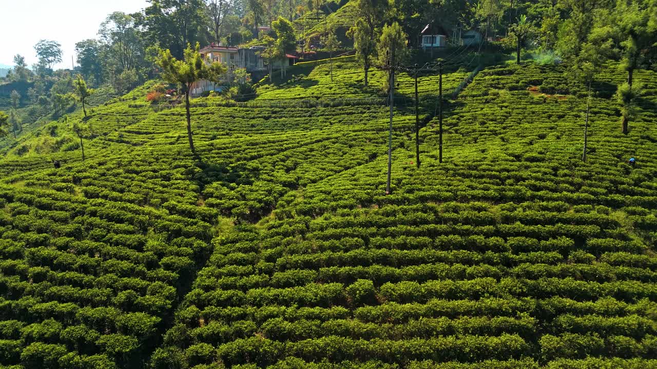 Goditi una vista aerea mozzafiato delle piantagioni di tè Saint Clairs a Nuwara Eliya, Sri Lanka.
