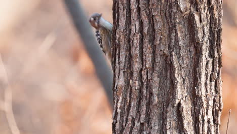 japanese pygmy woodpecker clambering foraging on tree trunk in autumn forest