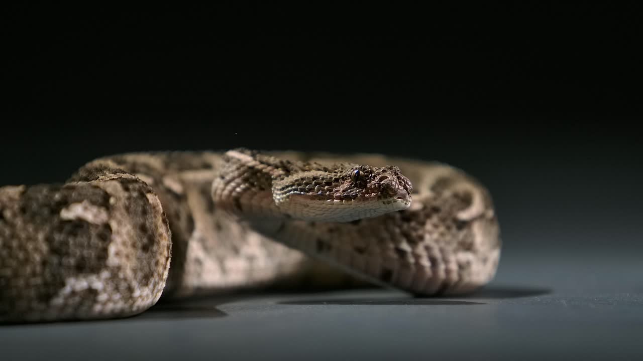 коттонмут движется языком опасная красота сломо - студия