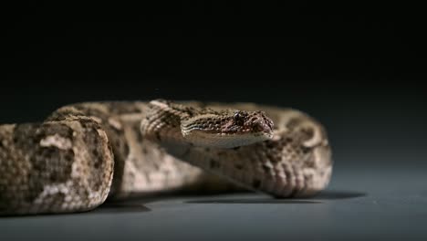 la boca de algodón se mueve la lengua belleza peligrosa slomo - estudio