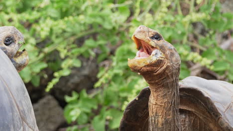 pair of chelonoidis chathamensis raising their heads with opening mouths at the charles darwin research station on santa cruz island