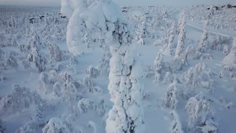 close up drone shot of unique curved snowy tree top in lapland, finland, arctic circle