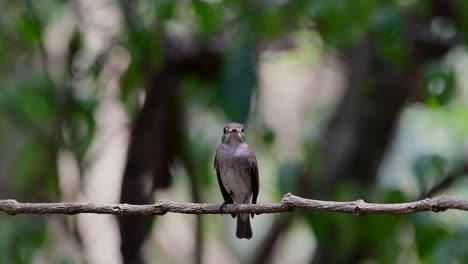 The-Asian-Brown-Flycatcher-is-a-small-passerine-bird-breeding-in-Japan,-Himalayas,-and-Siberia