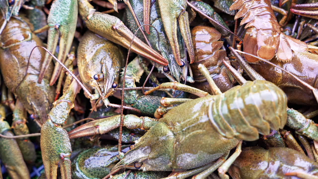 Alive crayfish in box. Moving fresh small lobster