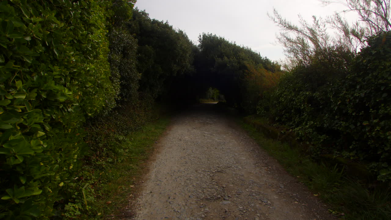 long shot of trees over growing country lane at Bessy's Cove, The Enys, cornwall