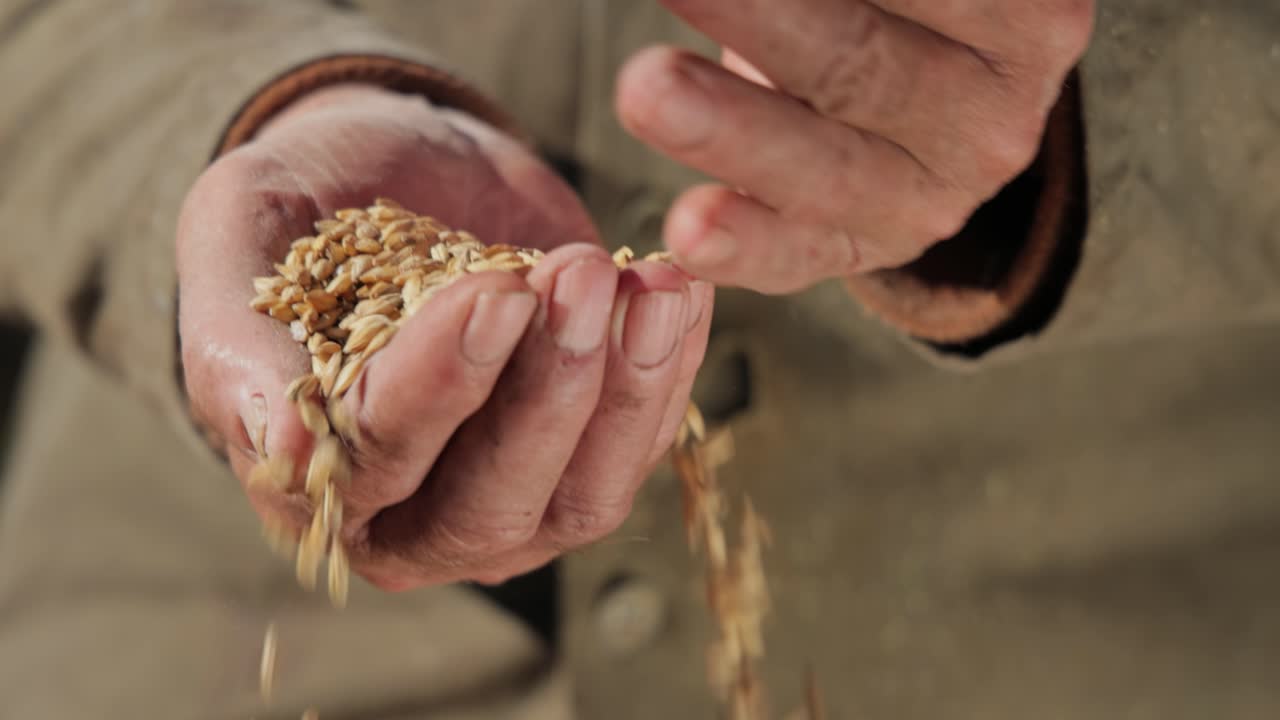 el agricultor inspecciona su cosecha con las manos sosteniendo semillas maduras de trigo.