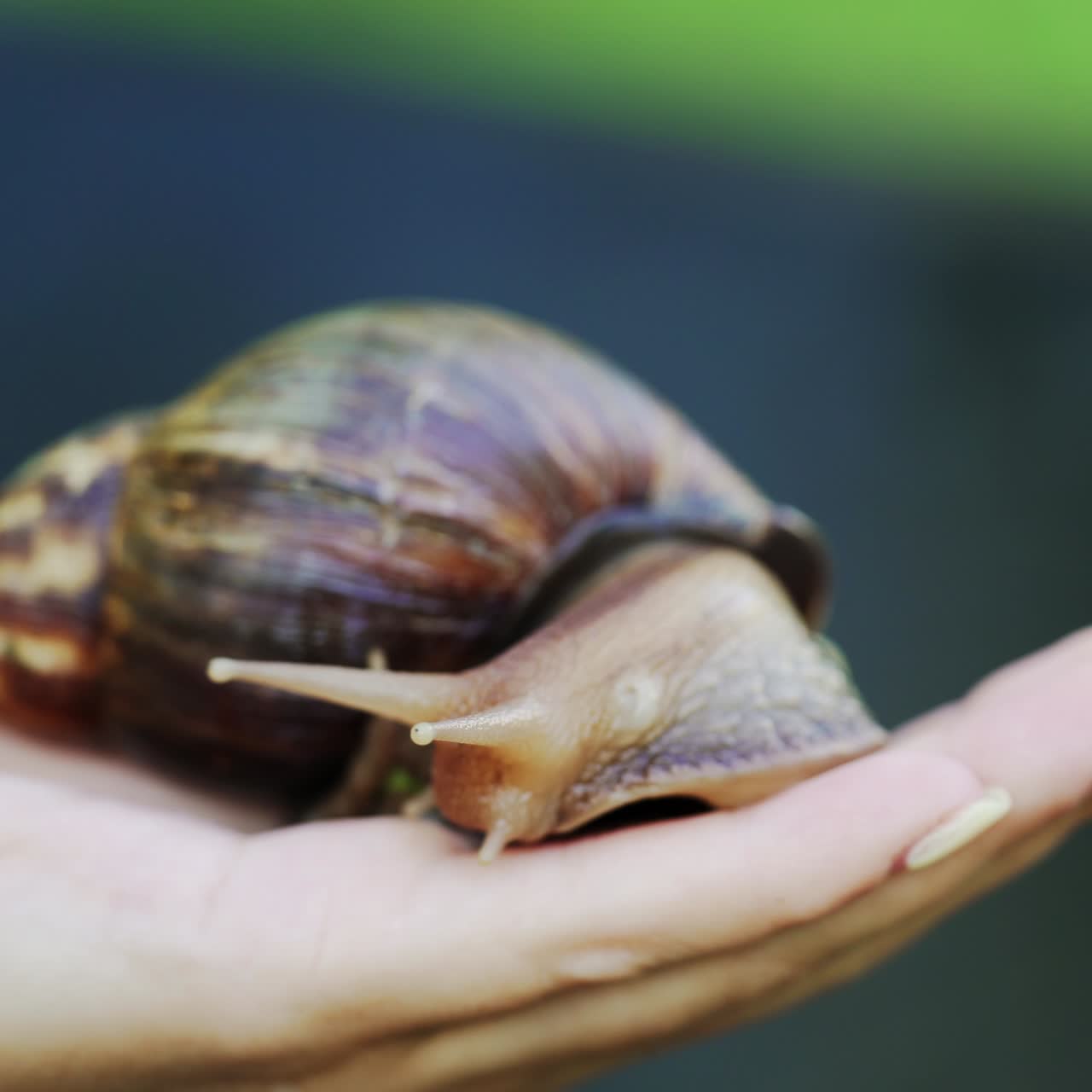 the girl holds a snail in her hand. A large thoroughbred snail is in the background of the park