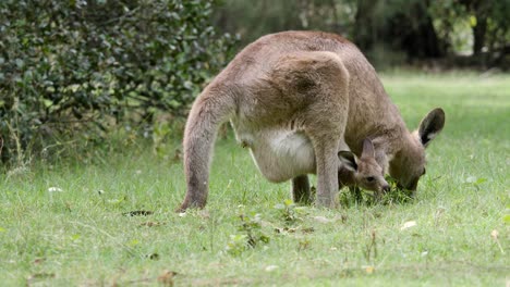 Un-Canguro-Joey-Bebé-Se-Extiende-Fuera-De-La-Bolsa-De-Su-Madre-Para-Alimentarse-En-Un-Campo-De-Hierba