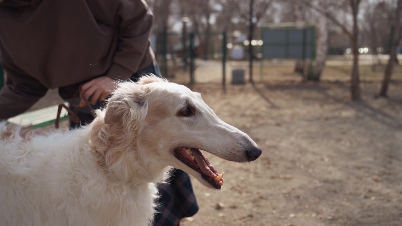 Cane bianco a pelo lungo viene accarezzato da una persona in un parco all'aperto. La scena mostra l'interazione tra cani calmi e felici e il loro conduttore tra alberi e spazi aperti. Luce naturale soffusa.