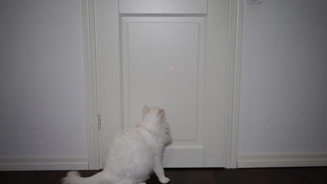 Fluffy-white-cat-playing-with-laser-pointer-on-white-door