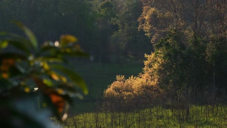 Un-Arbusto-En-Medio-Del-Campo-Con-Colores-Cálidos-Parte-Del-Cambio-De-Temporada-Durante-La-Puesta-De-Sol-En-El-Parque-Nacional-Khao-Yai,-Tailandia