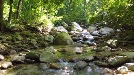 stream flows over rocks in lush santa marta jungle, sunlight filtering through the canopy, tranquil nature scene