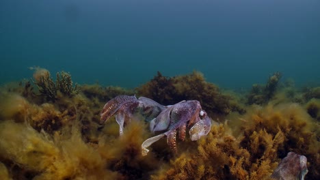 Sepia-Gigante-Australiana-Sepia-Apama-Migración-Whyalla-Sur-De-Australia-4k-Cámara-Lenta,-Apareamiento,-Puesta-De-Huevos,-Lucha,-Agregación,-Bajo-El-Agua