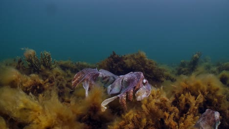 sepia gigante australiana sepia apama migración whyalla sur de australia 4k cámara lenta, apareamiento, puesta de huevos, lucha, agregación, bajo el agua