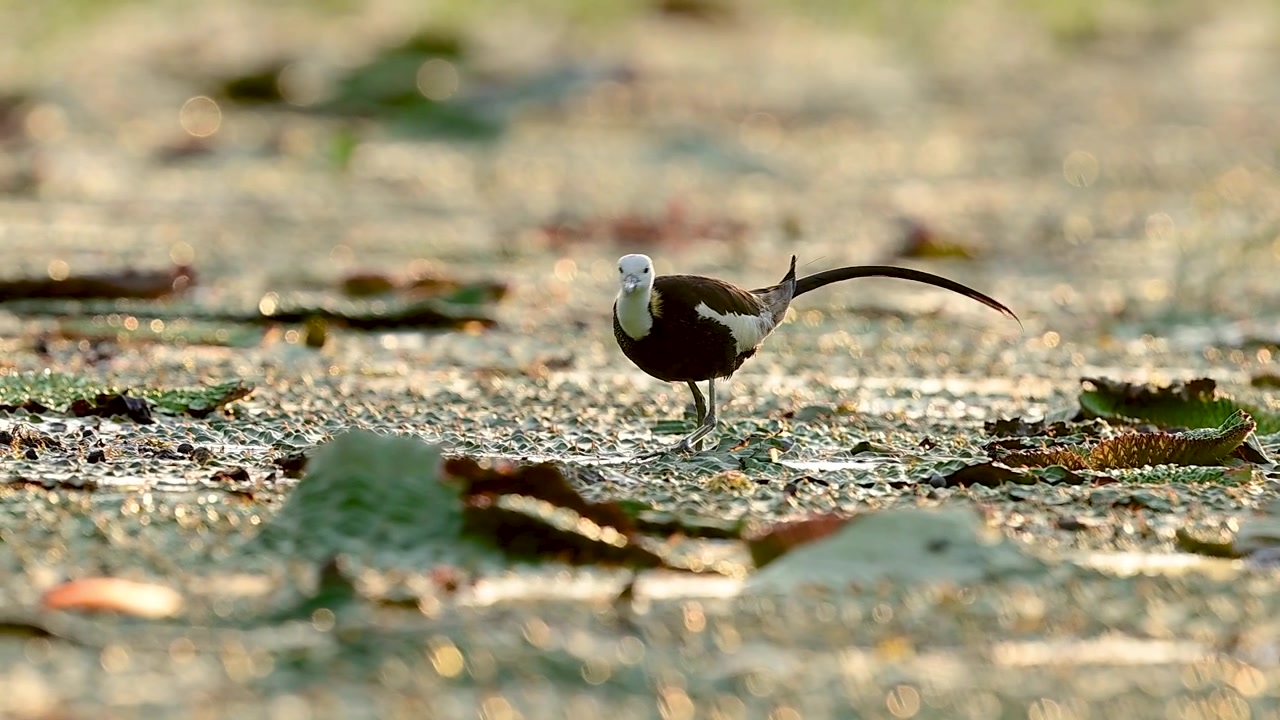 Una Jacana dalla coda di fagiano con coda lunga cerca attentamente insetti su foglie galleggianti in un tranquillo habitat d'acqua dolce all'alba.