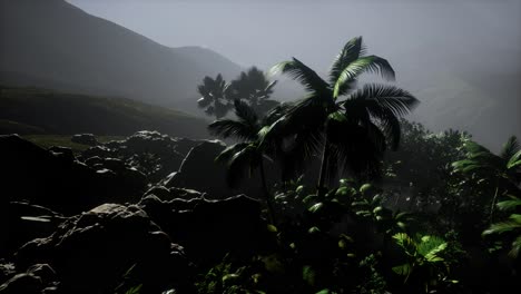 Sunset-Beams-through-Palm-Trees