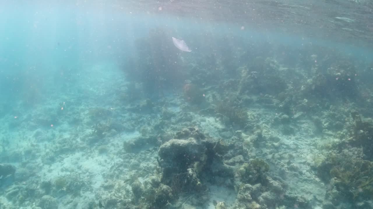 jellyfish floating along above the reef in the British Virgin Islands