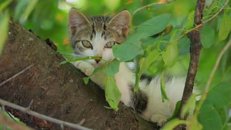 stray kitten on a tree branch. stray cat is an un-owned domestic cat that lives outdoors and avoids human contact: it does not allow itself to be handled or touched, and remains hidden from humans.