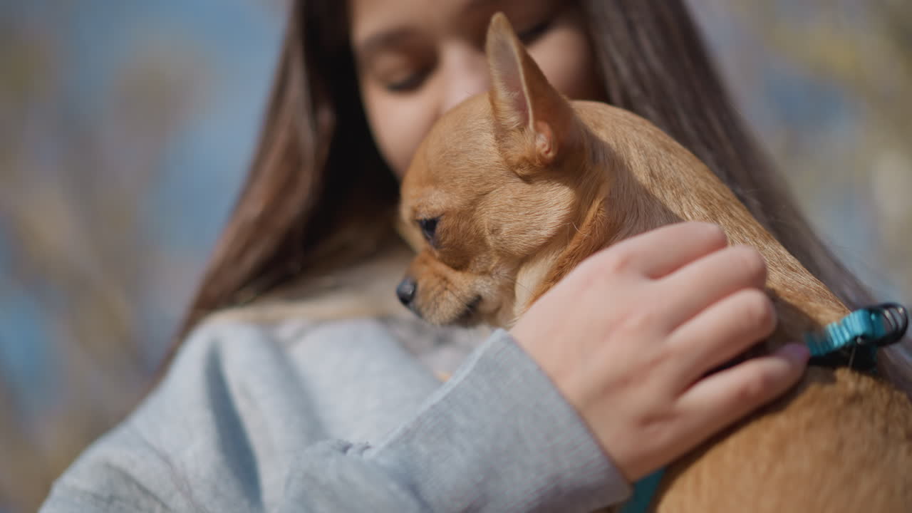 작은 강아지와 함께 평화롭게 휴식을 취하는 여성, 평화롭게 작은 강아지를 쓰다듬으면서 하네스를 자랑하는 편안한 소녀, 자연광 아래에서 치와와 강아지의 하네스를 보여주는 여성의 평온한 모습