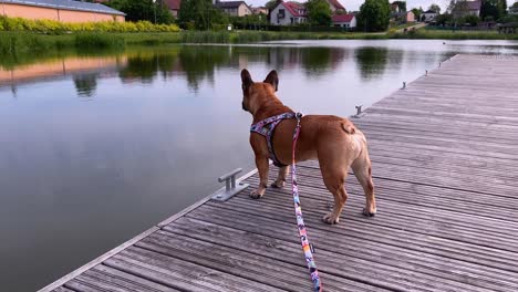 brown frenchie dog observing the environment with view of a small waterfront and distant neighborhood