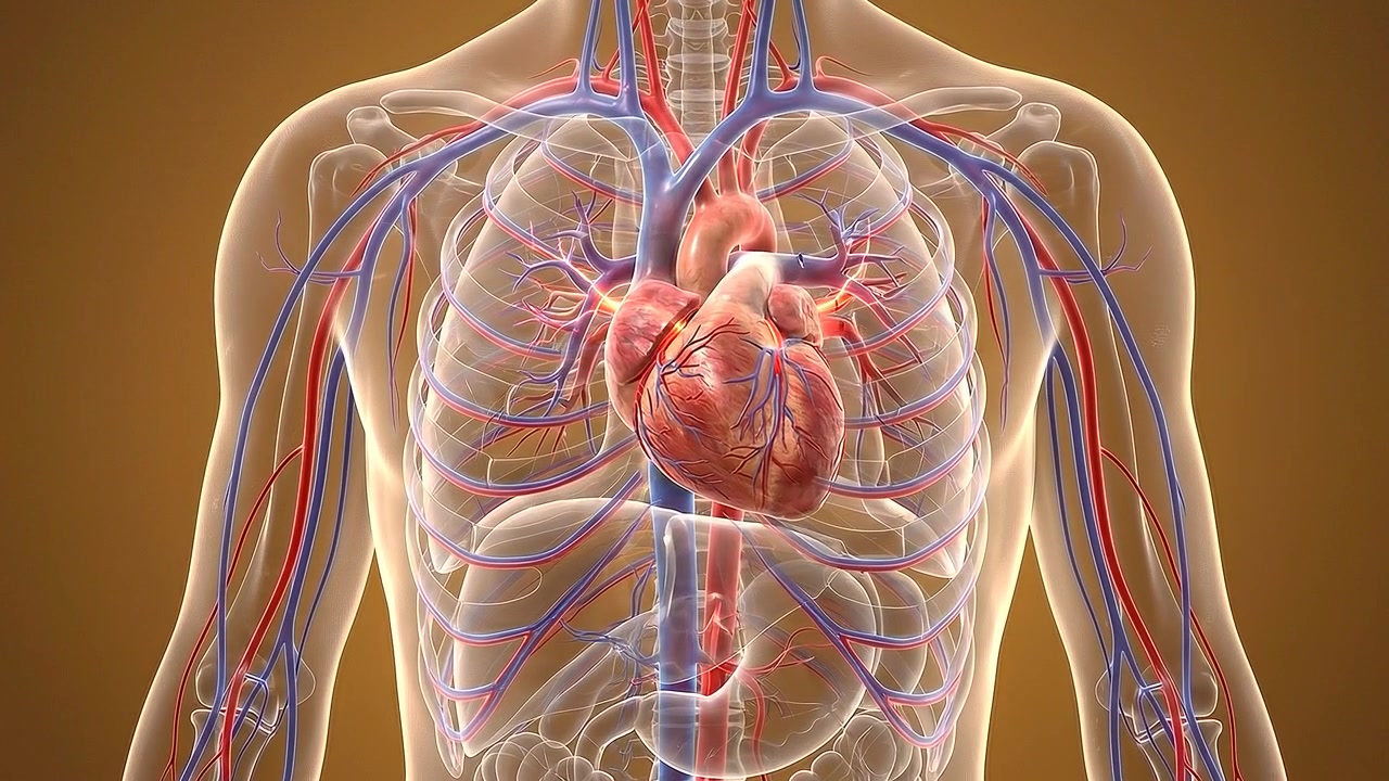 3D Animation of Human Heart Beating with Circulatory System