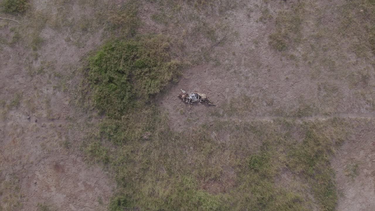 vista aérea de un animal muerto en la sabana