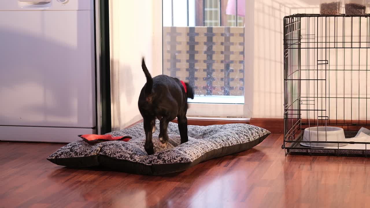 집에서 중형 강아지와 가져오기 놀이