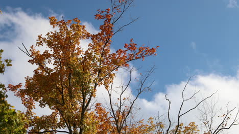 fall leaves blowing in the wind with clouds in the background in 4k