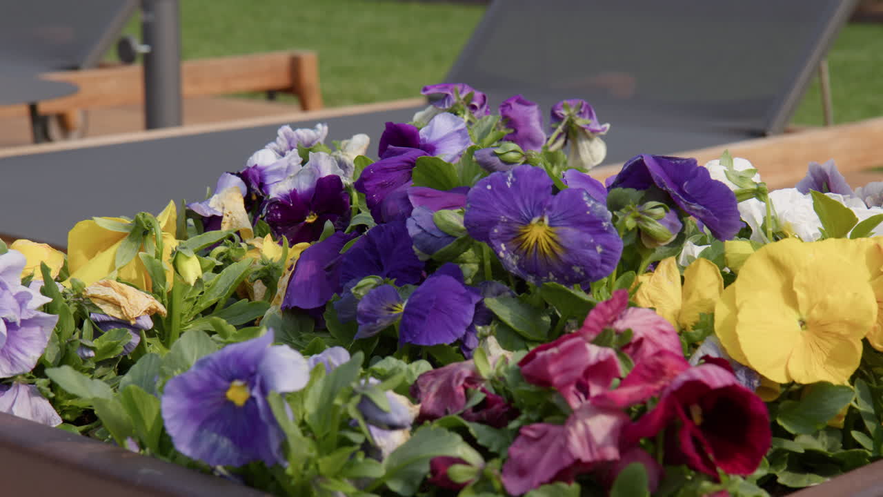 Colorful Pansy Flowers In Gardens Around Lake Como, Italy. Close-up Shot