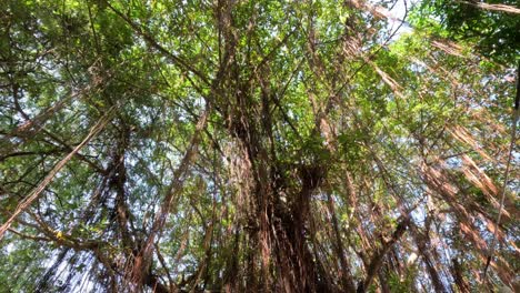 upward view of a sprawling banyan tree canopy