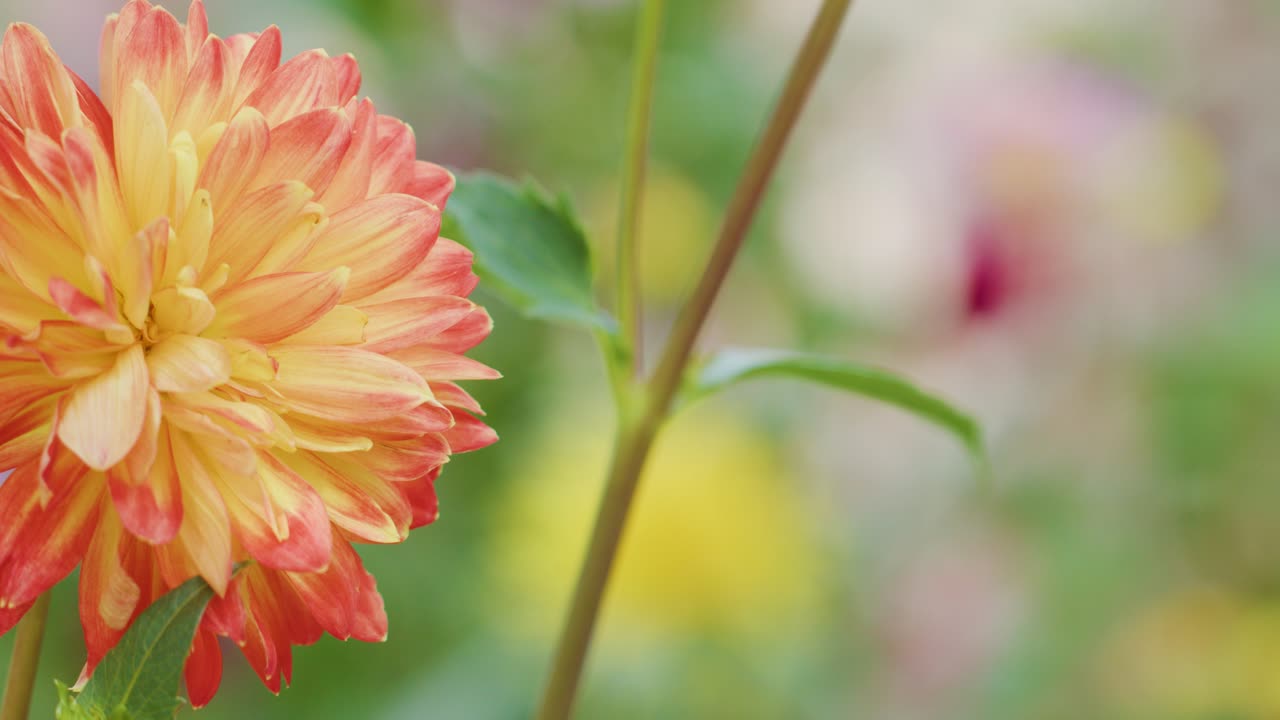 Orange dahlia flower in sharp focus, soft background, gentle camera pan, natural daylight, macro view