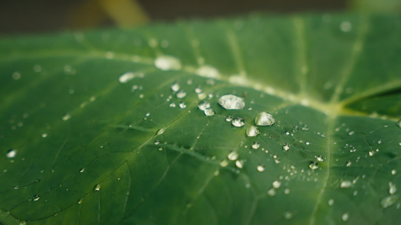 Leaf with water droplets
