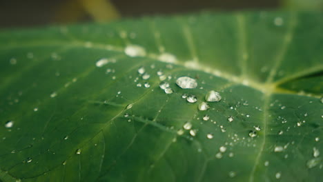 Leaf with water droplets