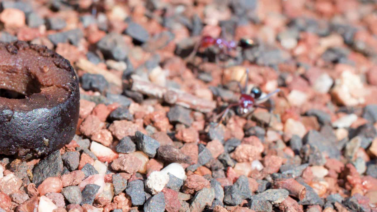 Several large ants move across sunlit gravel and stones, gathering around a food source and interacting near a metal object, captured in close-up detail