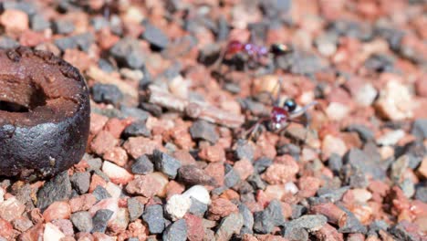 several large ants move across sunlit gravel and stones, gathering around a food source and interacting near a metal object, captured in close-up detail