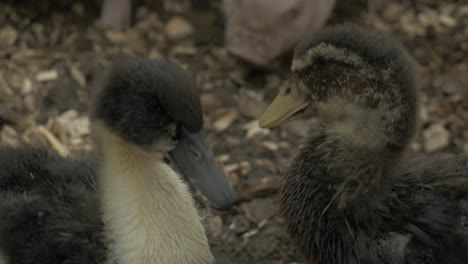 ducklings
