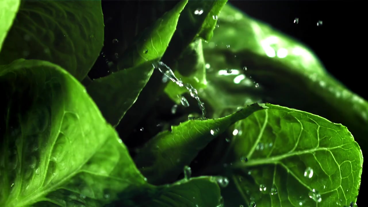 Gocce d'acqua che schizzano su foglie di lattuga verde fresca al rallentatore