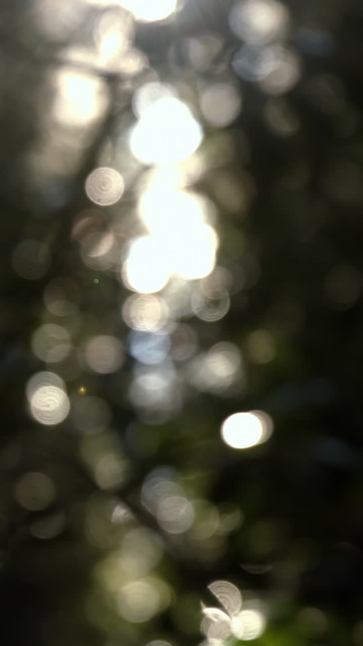 el viento sopla a través de los árboles