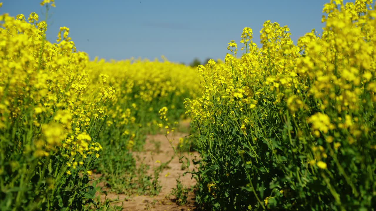 Bright rapeseed blooms line the path, offering a scenic, peaceful outdoor view