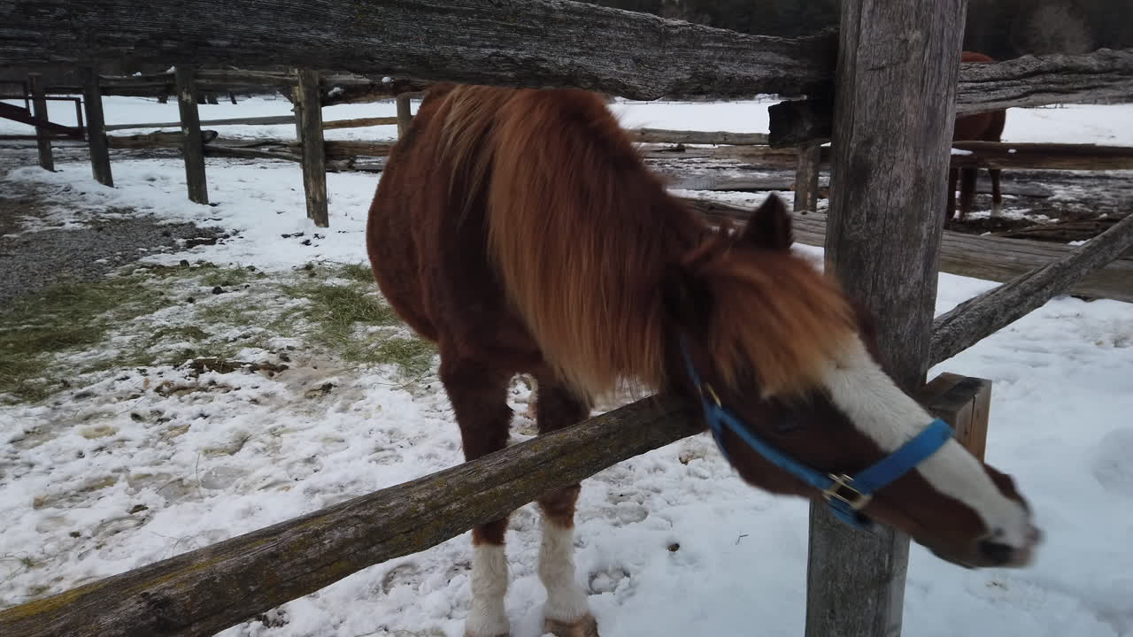 disparo medio de un caballo frotándose contra una valla de madera