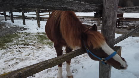 medium shot of a horse rubbing itself on a wooden fence