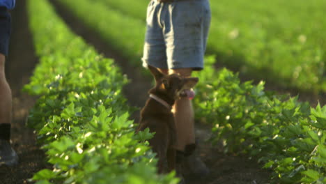 Hundespaziergang-In-Einem-Kurzen-Erntefeld-Mit-Landwirten,-Während-Sie-Arbeiten