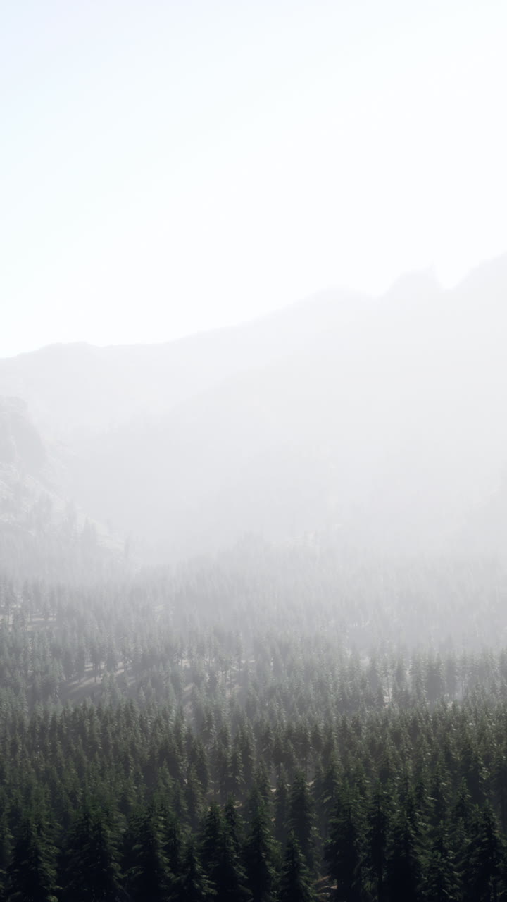 안개가 가득한 산 속의 안개 숲