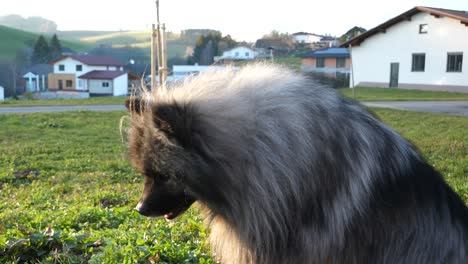 beautiful keeshond dog lies down on the green meadow and is waiting for his treats